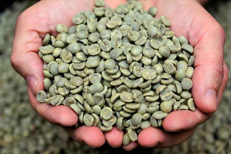 cafeVERDE